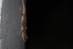 Phyllodactylus darwini