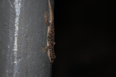 Phyllodactylus darwini