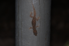 Phyllodactylus darwini