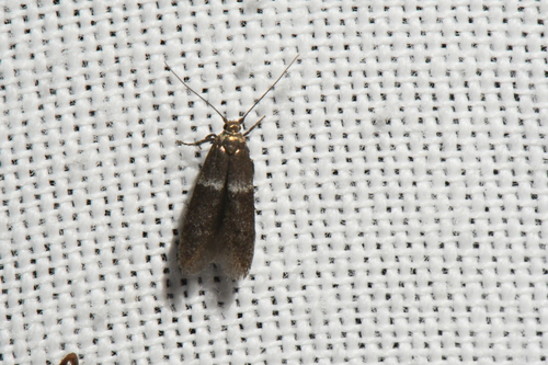 Pigritia fidella