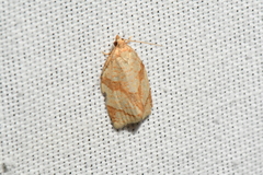 Adoxophyes negundana