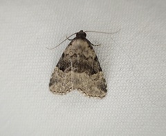Dyspyralis illocata