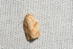 Adoxophyes negundana