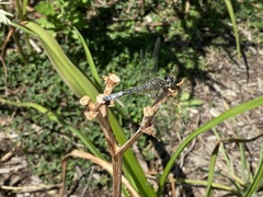 Pachydiplax longipennis