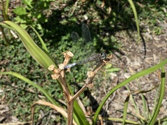 Pachydiplax longipennis