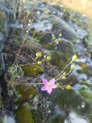 Phemeranthus rugospermus