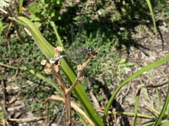 Pachydiplax longipennis