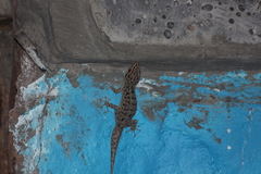 Phyllodactylus darwini