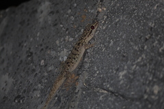 Phyllodactylus darwini
