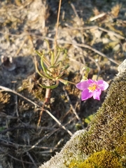 Phemeranthus rugospermus