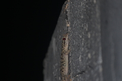 Phyllodactylus darwini