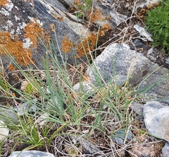 Festuca lenensis