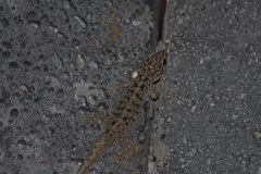 Phyllodactylus darwini