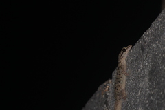 Phyllodactylus darwini
