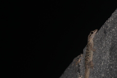 Phyllodactylus darwini