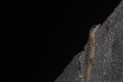 Phyllodactylus darwini