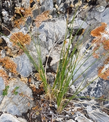 Festuca lenensis