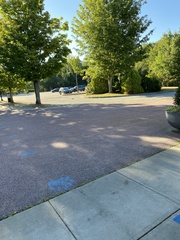 Sciurus carolinensis