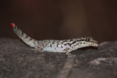 Phyllodactylus darwini