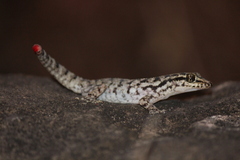 Phyllodactylus darwini