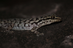 Phyllodactylus darwini