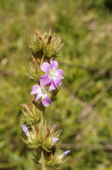 Melochia spicata