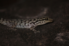 Phyllodactylus darwini