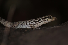 Phyllodactylus darwini
