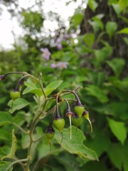 Solanum dulcamaroides