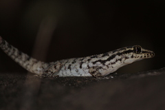 Phyllodactylus darwini
