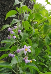 Solanum dulcamaroides