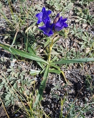 Gentiana decumbens
