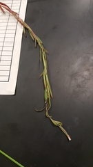 Epilobium leptophyllum