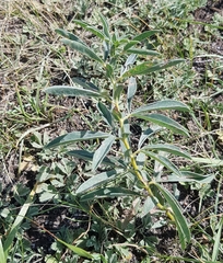 Thermopsis lanceolata