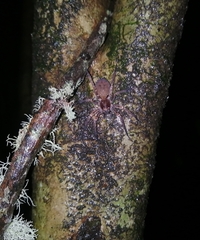 Tomopisthes horrendus