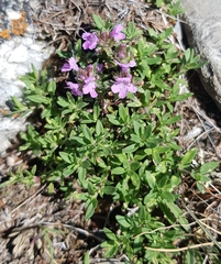 Thymus pavlovii