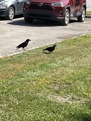 Corvus brachyrhynchos