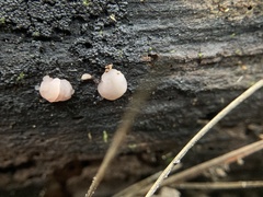 Naematelia encephala