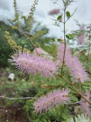 Mimosa distachya