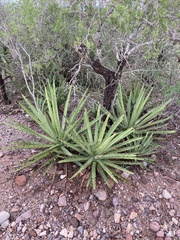 Agave datylio