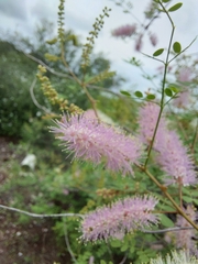 Mimosa distachya