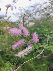 Mimosa distachya