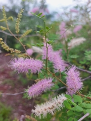Mimosa distachya