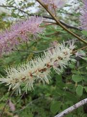 Mimosa distachya