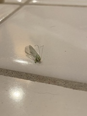 Chrysopa quadripunctata