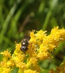 Eucartosyrphus