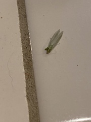 Chrysopa quadripunctata