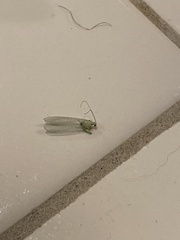 Chrysopa quadripunctata