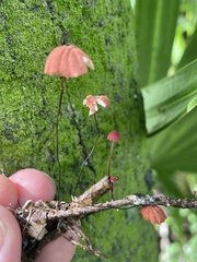 Marasmius fulvoferrugineus