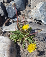 Taraxacum dissectum